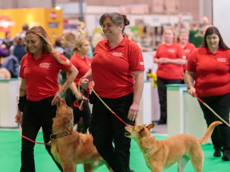 All eyes on Manx talent as Crufts 2026 g