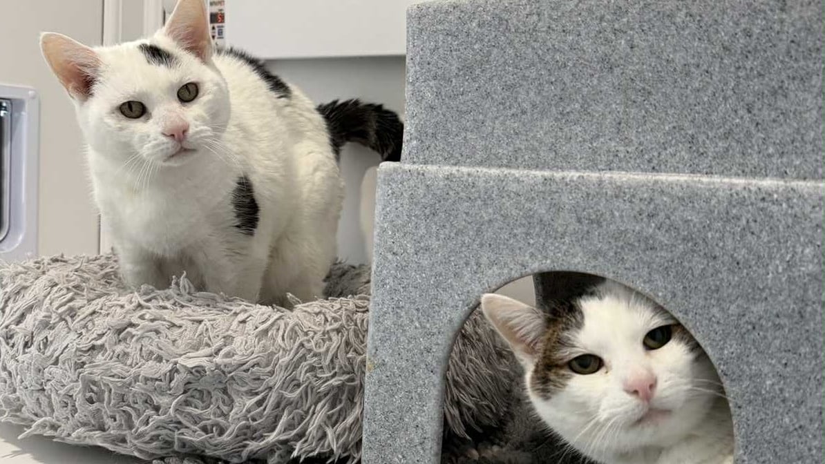 Cats develop dementia in a similar way t