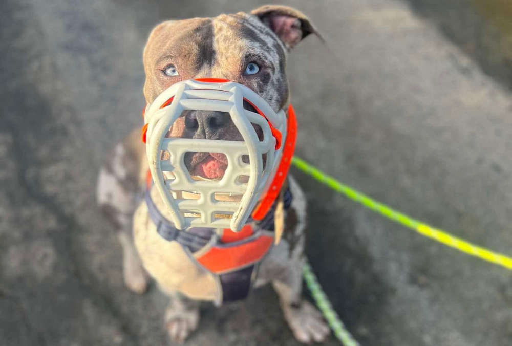 Charity wants to show dog owners benefit