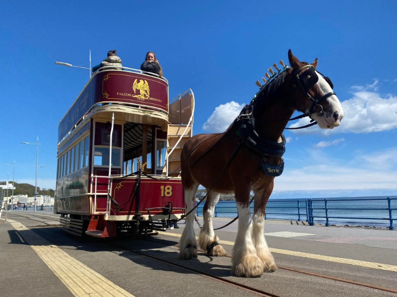 Horse tram business case 'an investment 