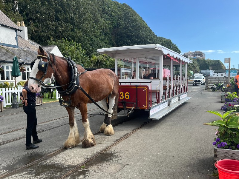 Horse tram business case to be brought t