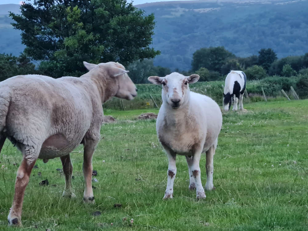 Island animal charity appeals for help a