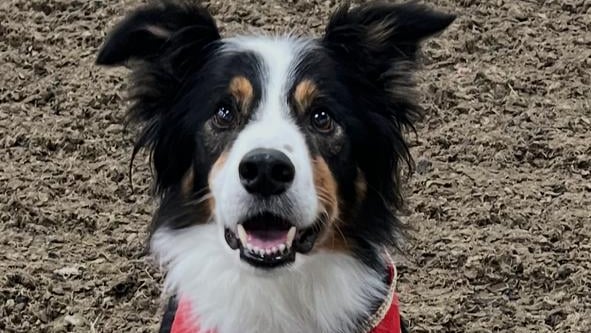 Meet one of the dogs set to fly the flag