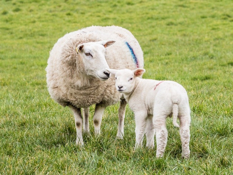 Public Health IOM 'managing' Cryptospori