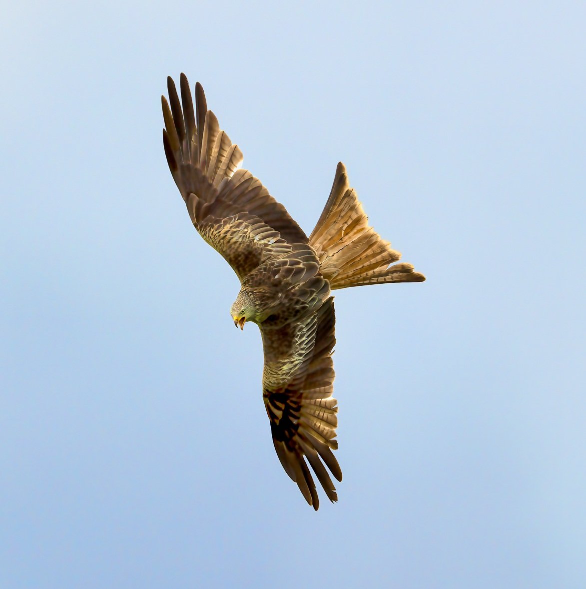 Quality shines in Photographic Society’s