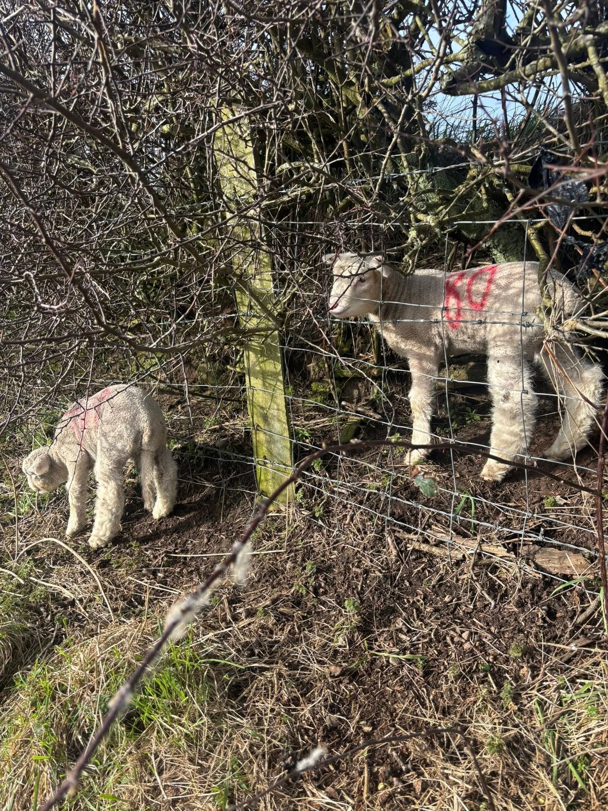 Woolly Houdini: Ballakeenan lamb leaves 